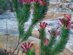 Erica vestita branches